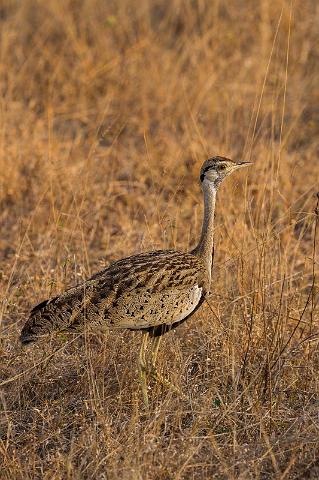 129 Zuid-Afrika, Sabi Sand Game Reserve, zwartbuiktrap.jpg